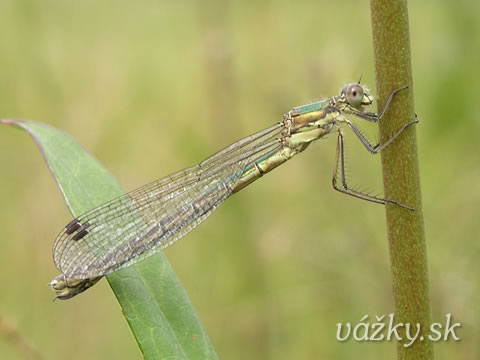 Lestes dryas