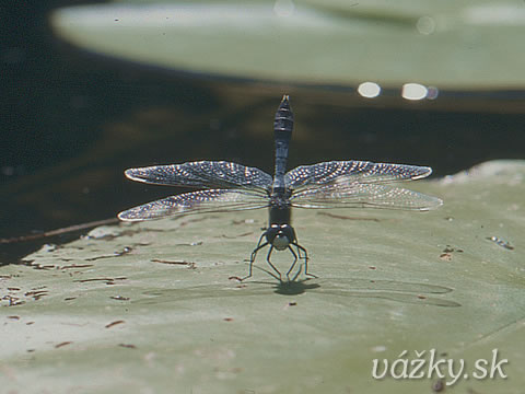 Leucorrhinia caudalis