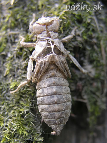 Onychogomphus forcipatus