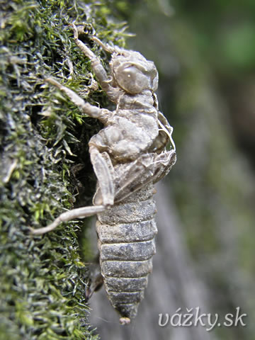 Onychogomphus forcipatus