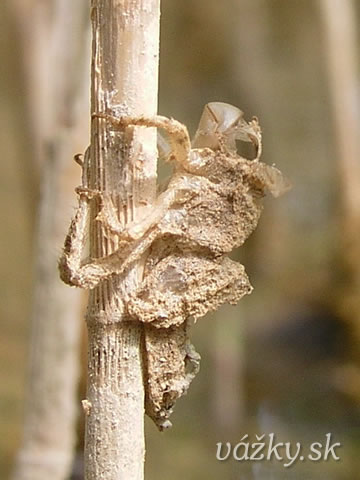 Orthetrum brunneum