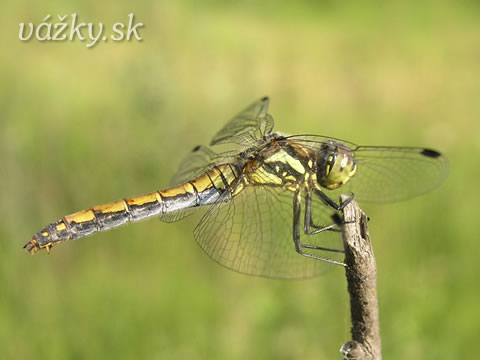 Sympetrum danae