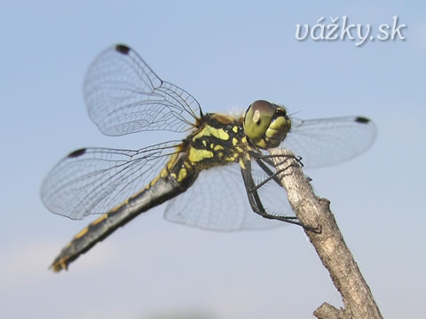 Sympetrum danae