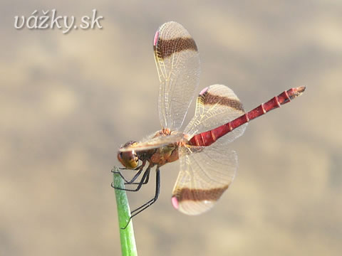 Sympetrum pedemontanum