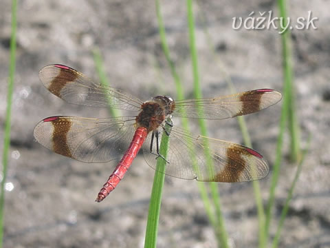 Sympetrum pedemontanum