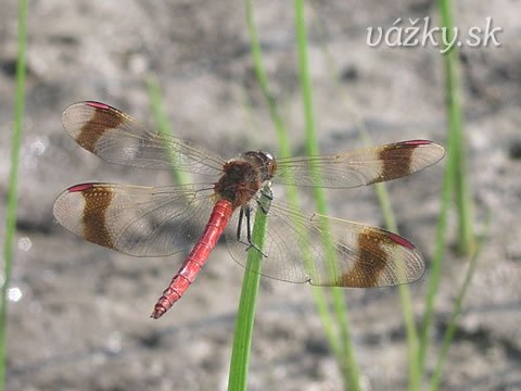 Sympetrum pedemontanum