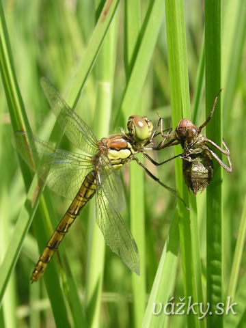 Sympetrum striolatum