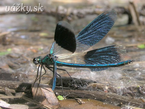 Calopteryx splendens