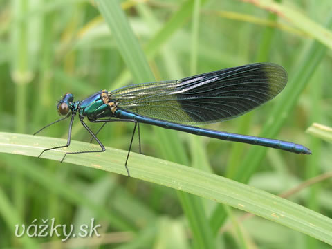 Calopteryx splendens