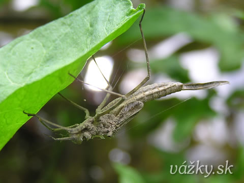 Calopteryx virgo