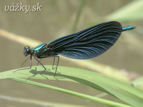 Calopteryx virgo