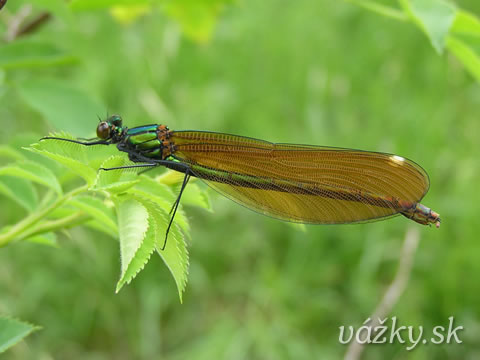 Calopteryx virgo