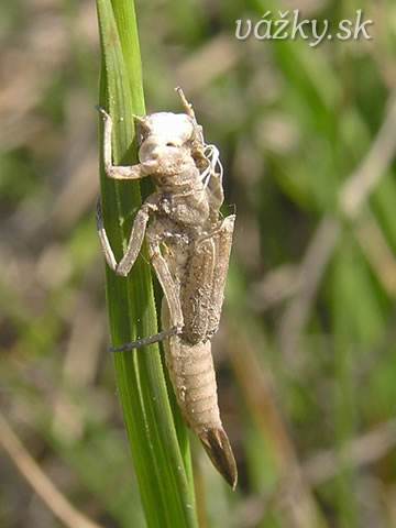 Coenagrion ornatum