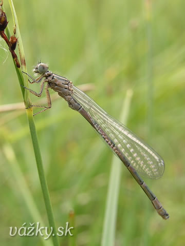 Coenagrion ornatum