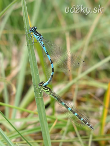 Coenagrion ornatum