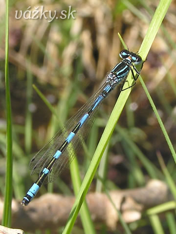 Coenagrion ornatum