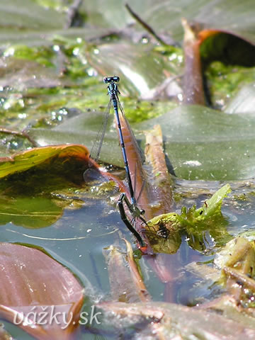 Coenagrion puella