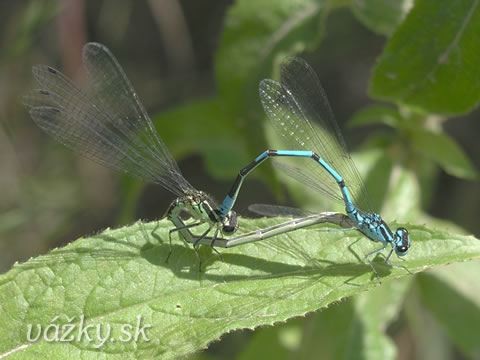 Coenagrion puella