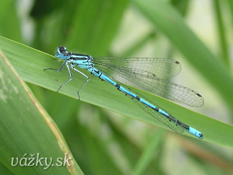 Coenagrion puella