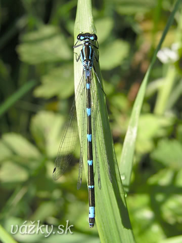 Coenagrion pulchellum