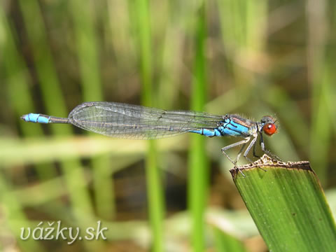 Erythromma viridulum