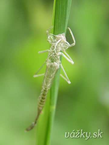 Ischnura elegans