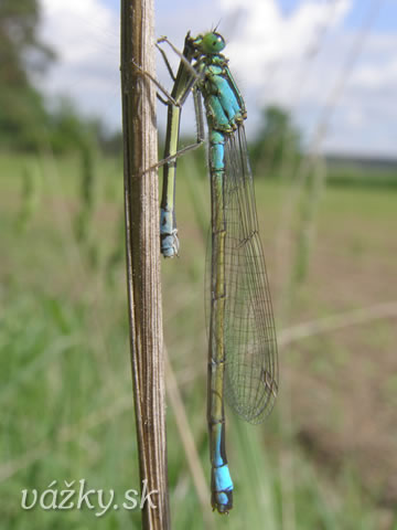 Ischnura elegans