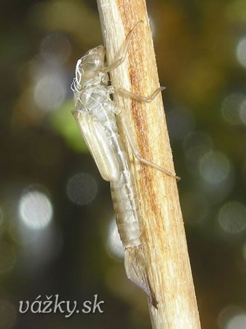 Ischnura pumilio