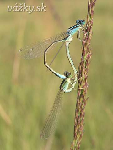 Ischnura pumilio