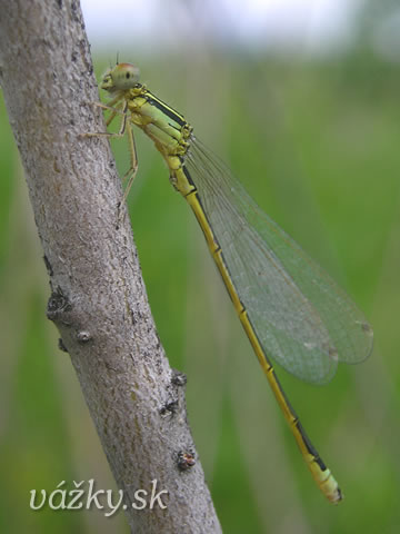 Ischnura pumilio