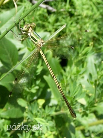 Lestes barbarus