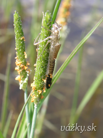 Lestes barbarus