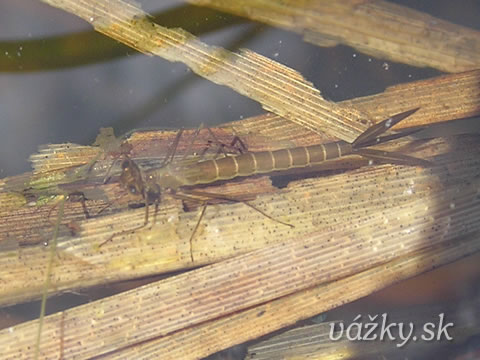 Lestes barbarus