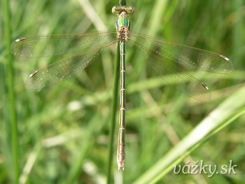 Lestes barbarus