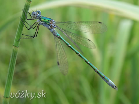 Lestes dryas