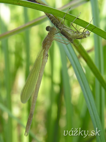 Lestes sponsa