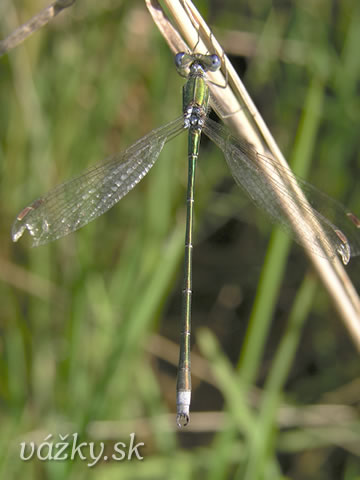 Lestes virens