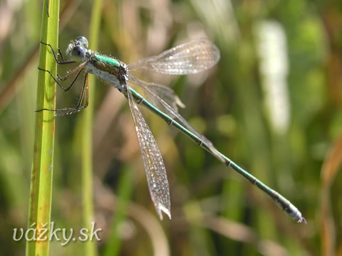 Lestes virens