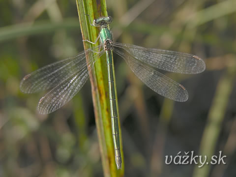 Lestes virens