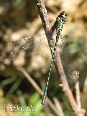 Lestes viridis