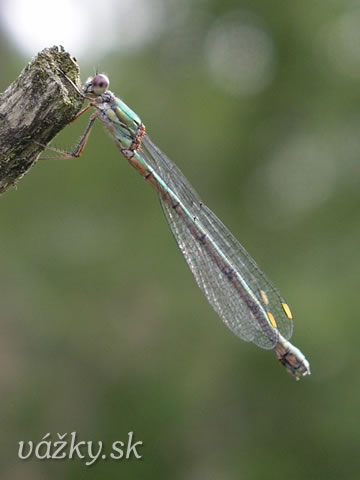 Lestes viridis