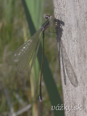 Nehalennia speciosa