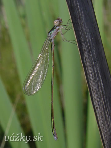 Nehalennia speciosa