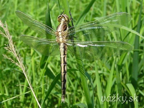 Orthetrum albistylum