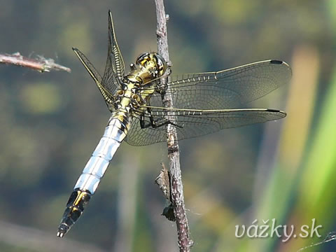 Orthetrum albistylum