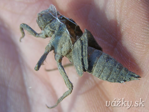 Orthetrum albistylum