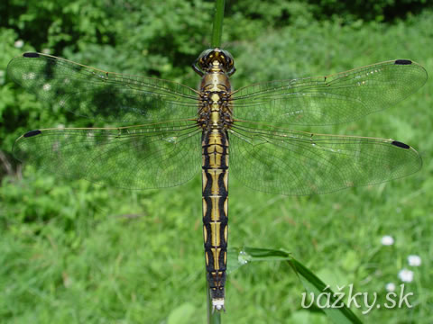 Orthetrum albistylum