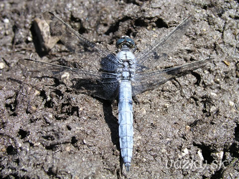 Orthetrum brunneum