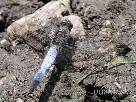 Orthetrum cancellatum