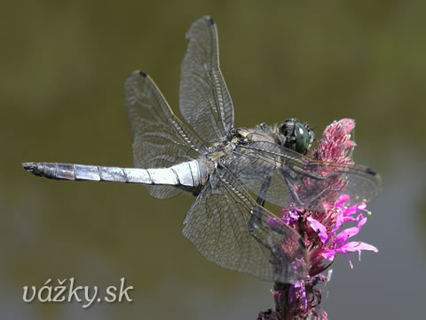 Orthetrum cancellatum